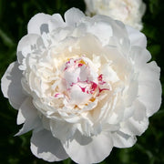 Peony 'Festiva Maxima' Seeds
