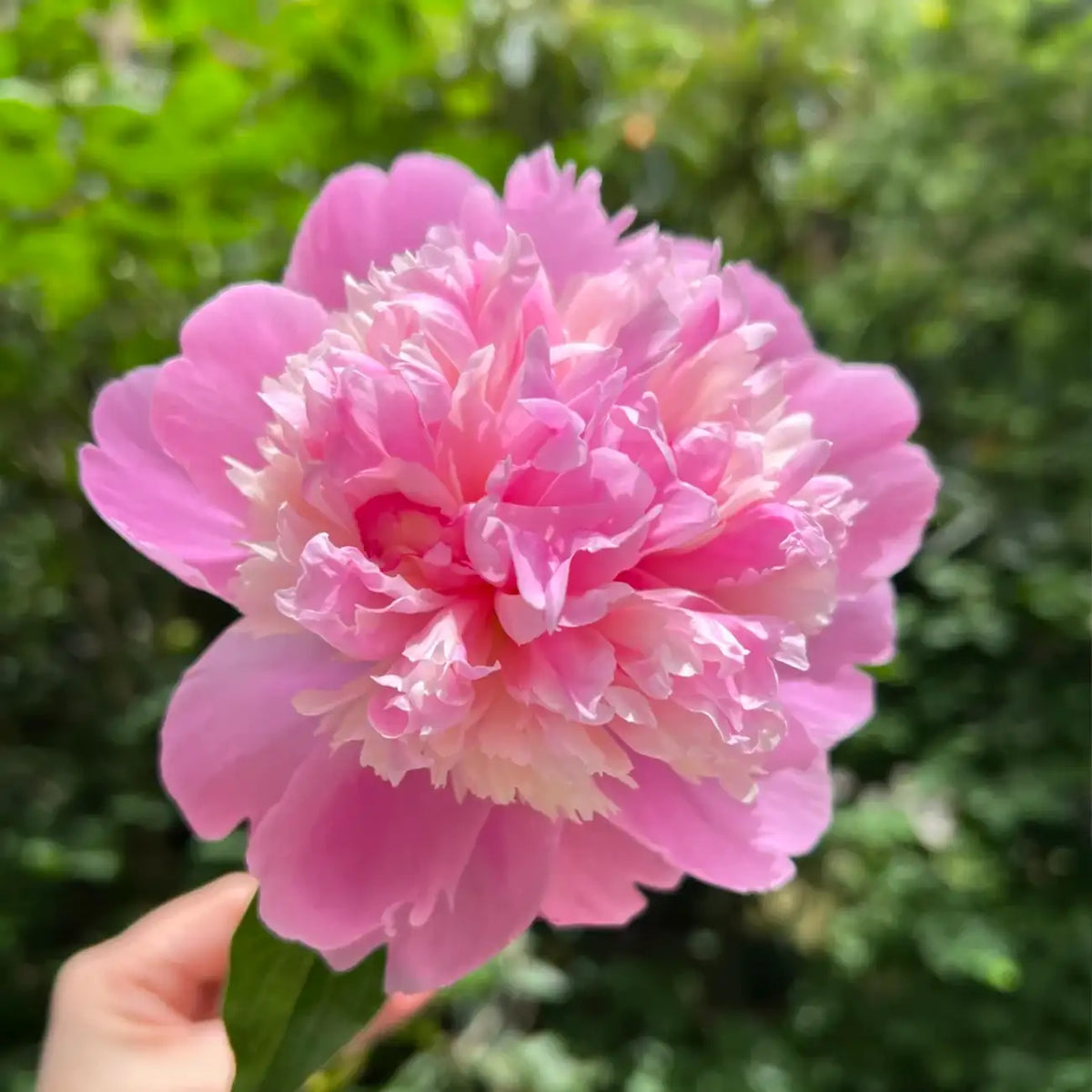 Peony 'Juice Jelly' Seeds