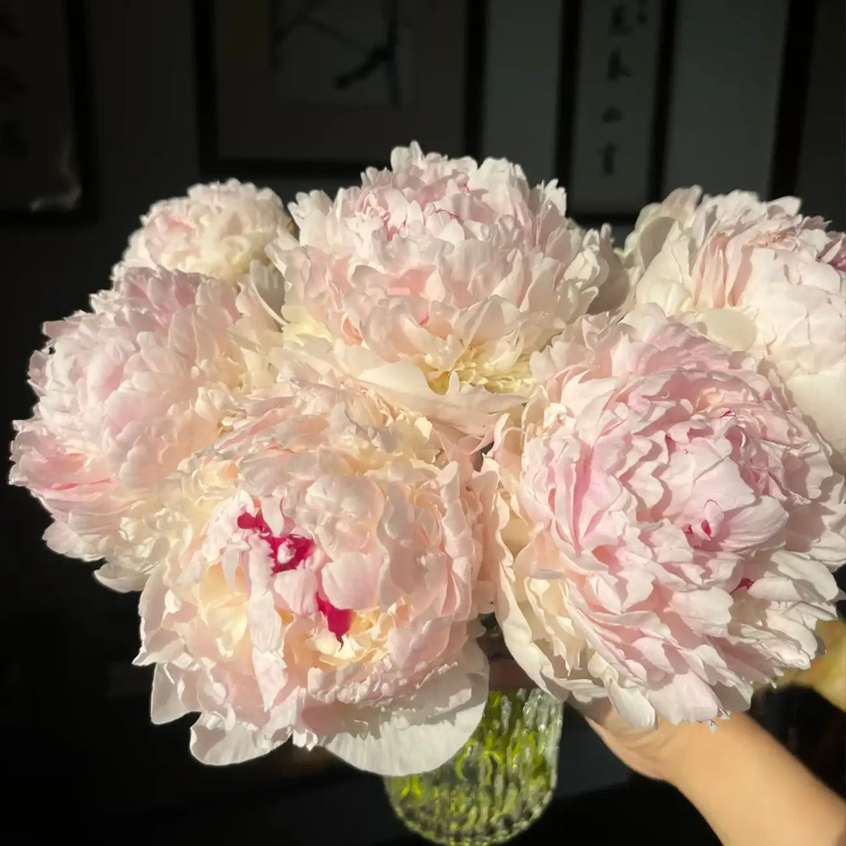 Peony 'Madame de Verneville' Seeds