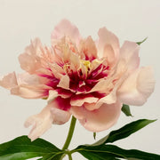 Peony 'Oochigeas' Seeds