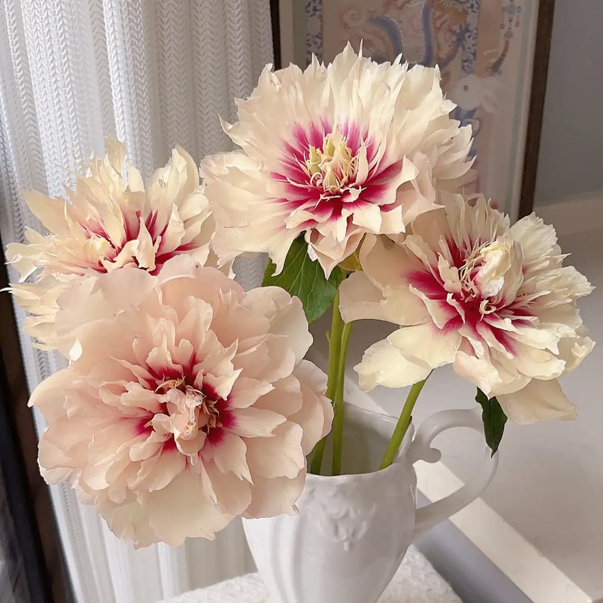 Peony 'Oochigeas' Seeds