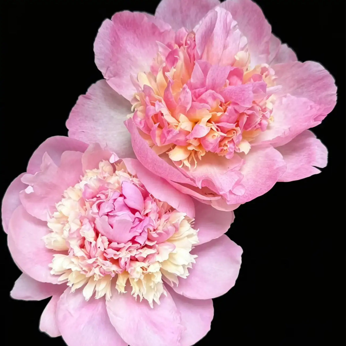 Peony 'Raspberry Sundae' Seeds
