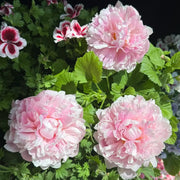 Peony 'Rene Housh' Seeds