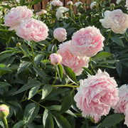 Peony 'Sarah Bernhardt' Seeds