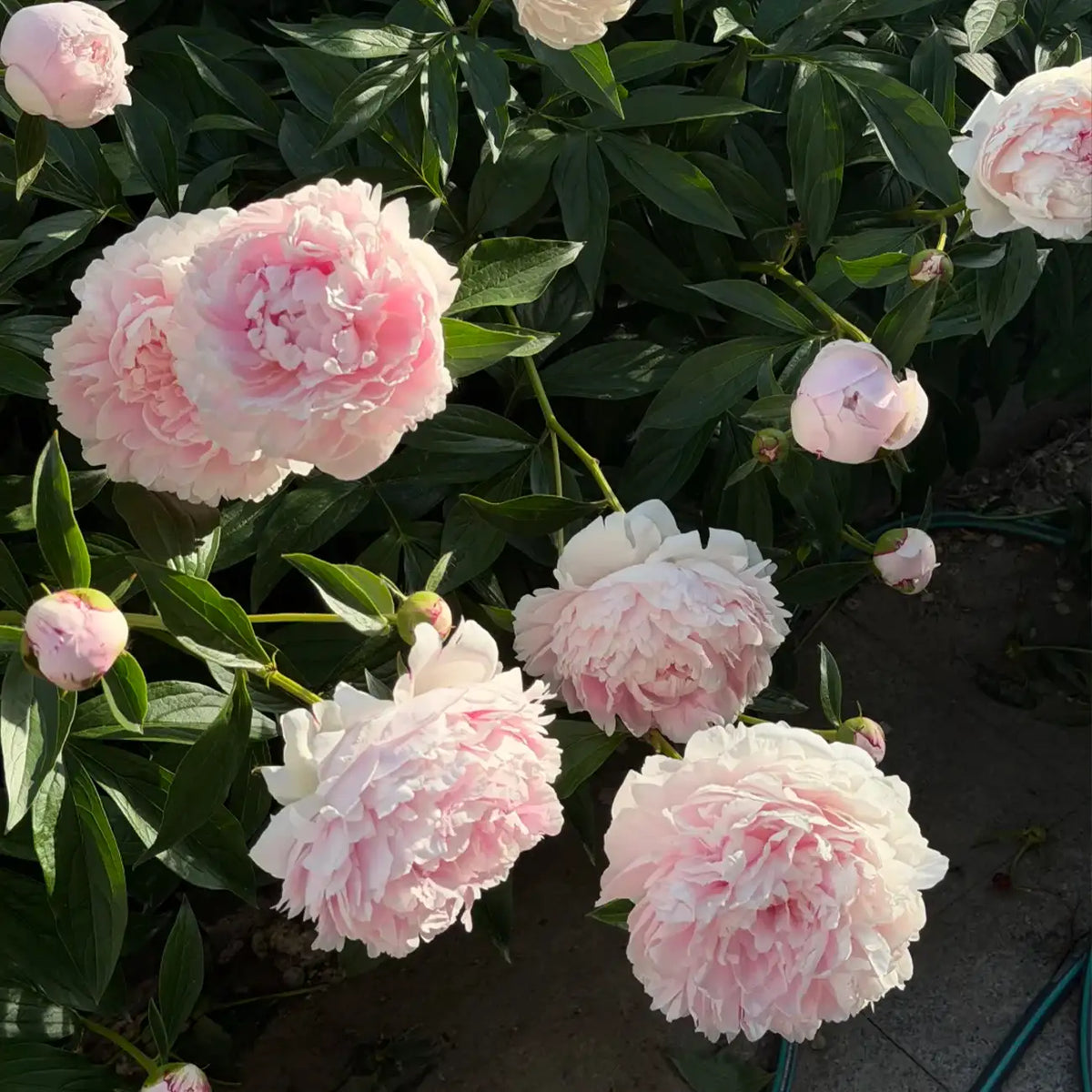 Peony 'Sarah Bernhardt' Seeds