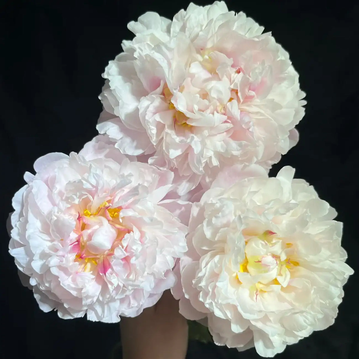 Peony 'Spring World' Seeds