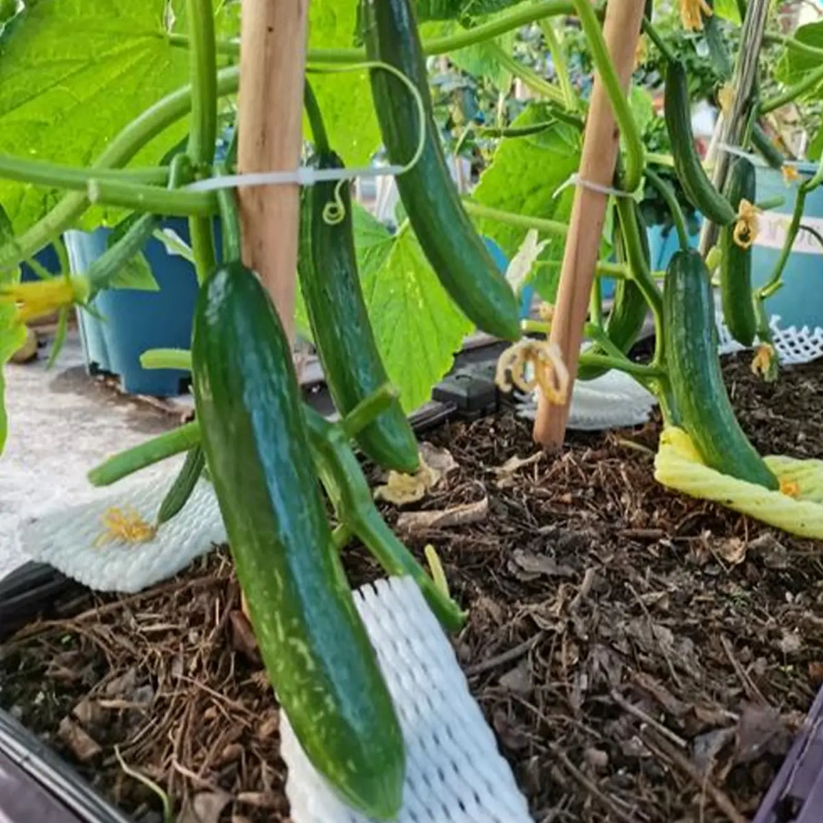 Persian Baby Cucumbers Seeds