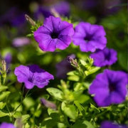 Petunia Seeds - Violet Purple Cascade