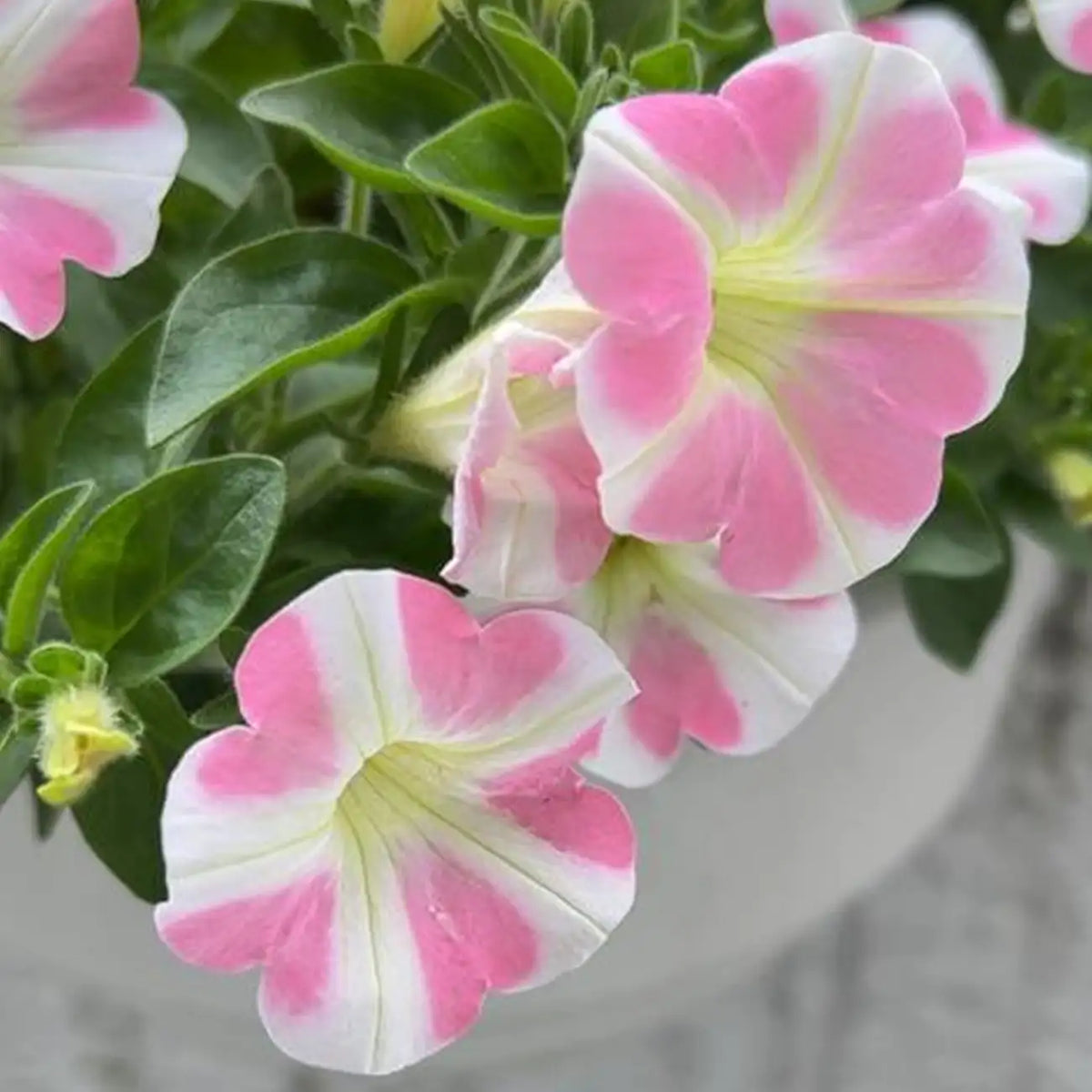 Petunia Hybrida Seeds-Petal Poetry