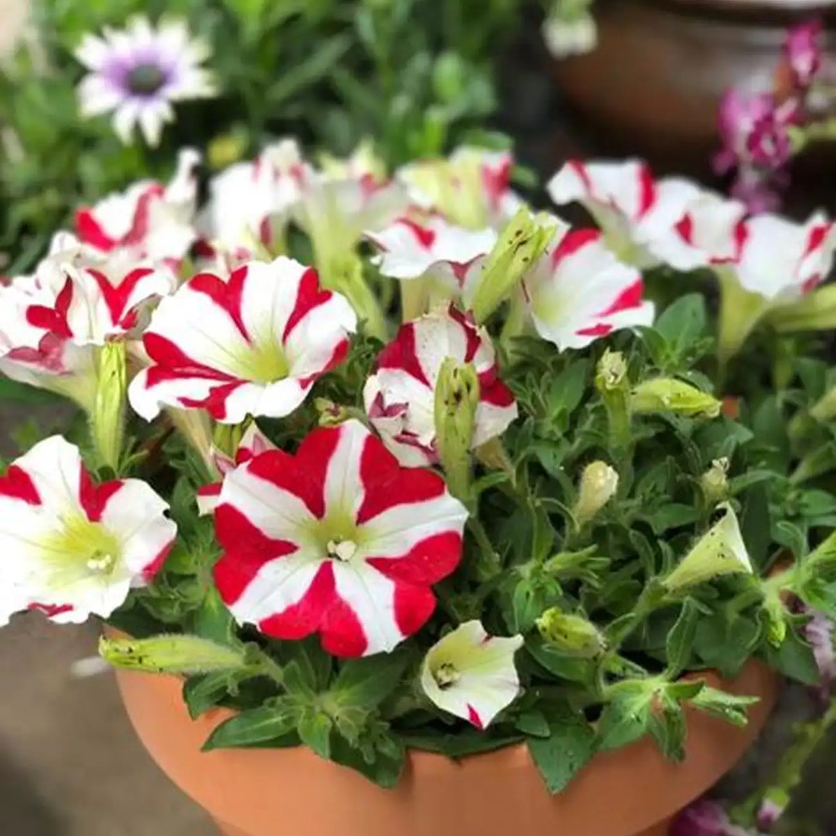 Petunia Hybrida Seeds-Ivory Flame