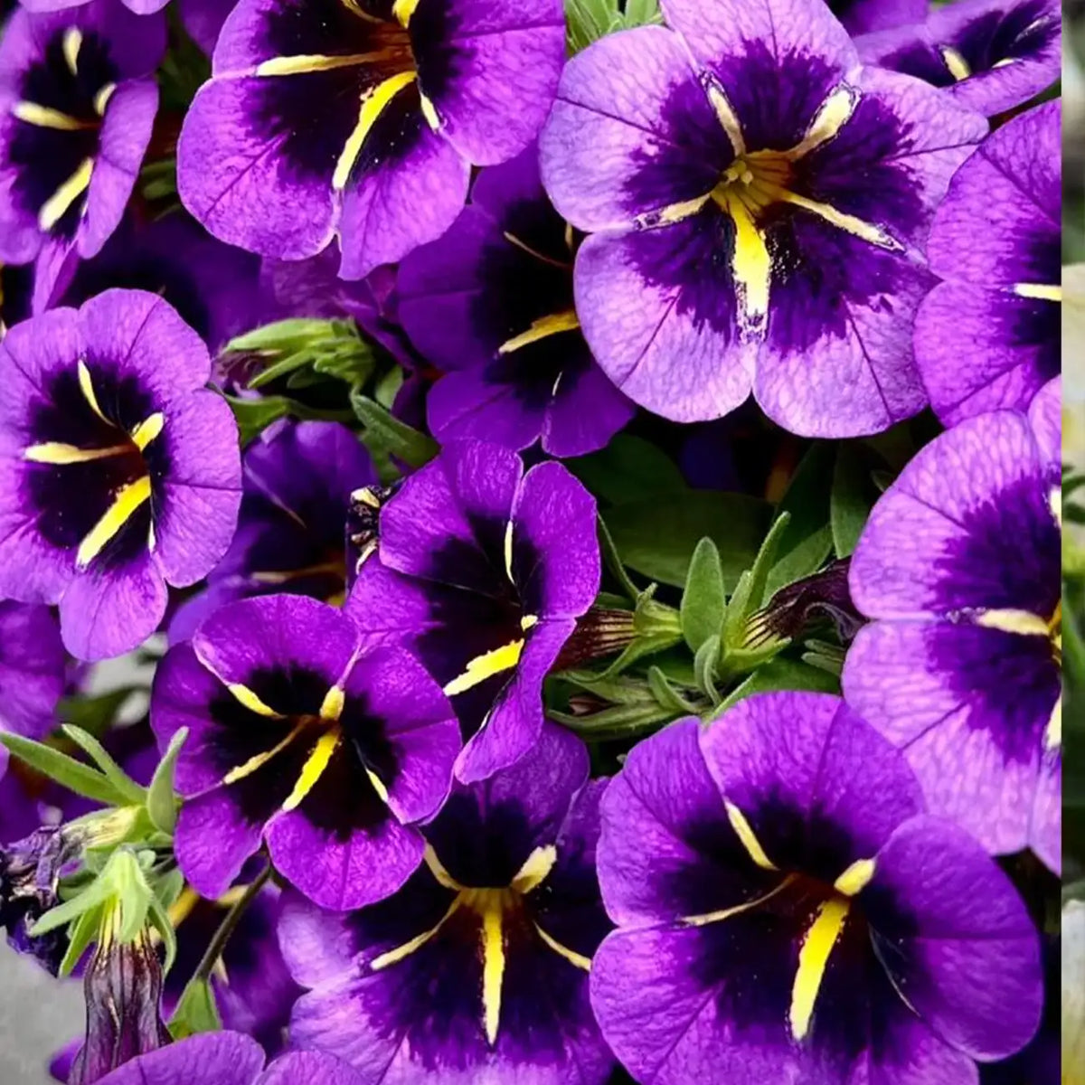 Petunia Hybrida Seeds - Neon Core
