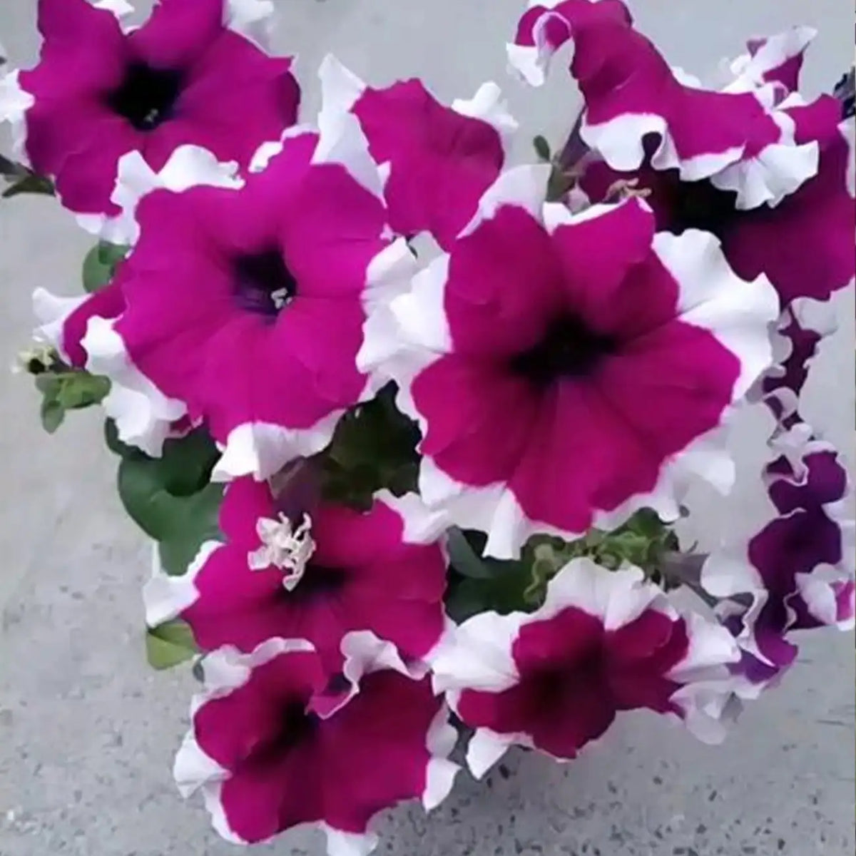 Petunia Hybrida Seeds-Magenta White Star