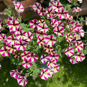 Petunia Hybrida Seeds-Crimson Cascade