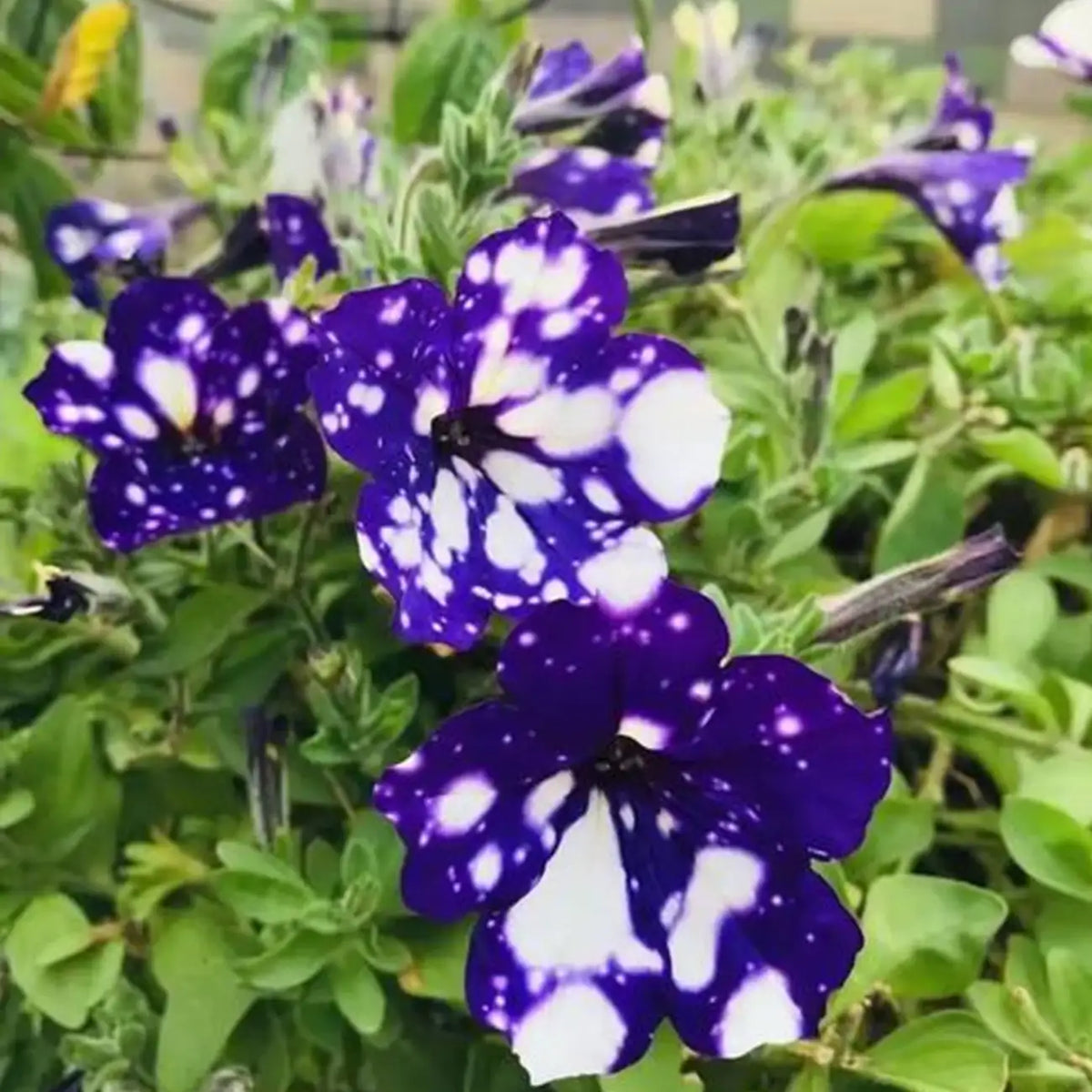 Petunia Hybrida Seeds-Purple White Splash