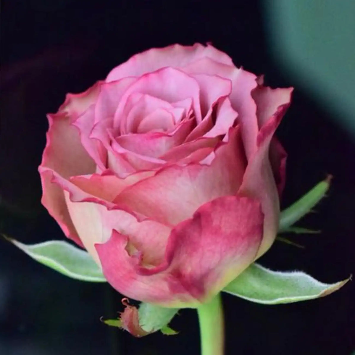 Phantom Rose Seeds