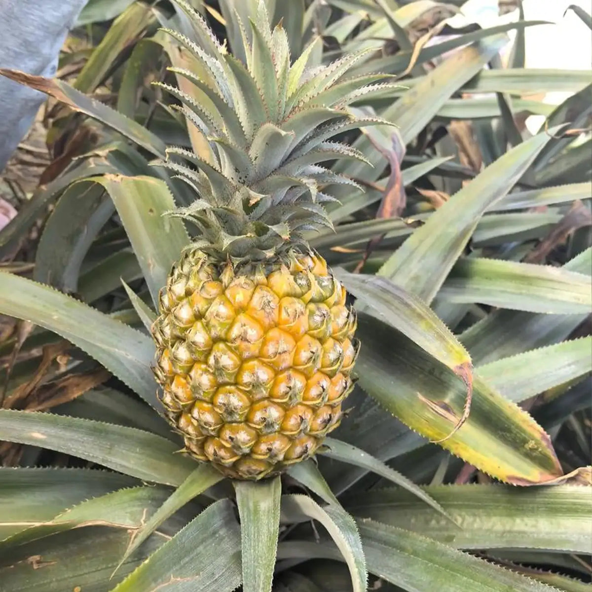 Pineapple Seeds