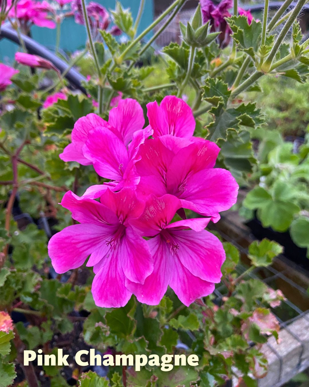 Geraniums - Sunday Brunch - Scented Geraniums