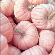 Pink Pumpkin Seeds
