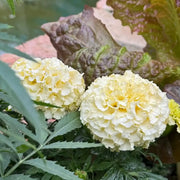 Platinum Series Marigolds Seeds - Creamy Yellow Double Blooms