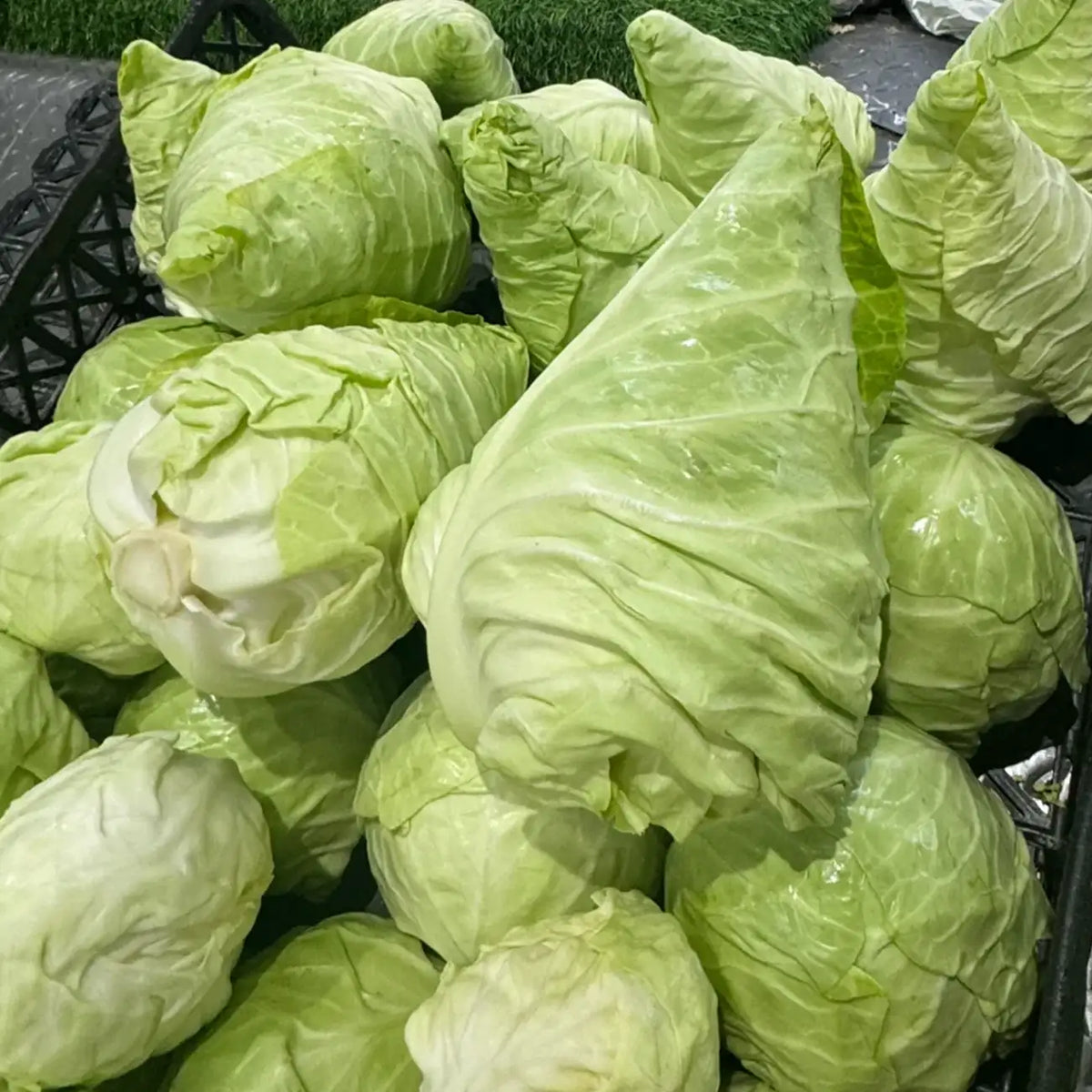 Pointed Cabbage Seeds