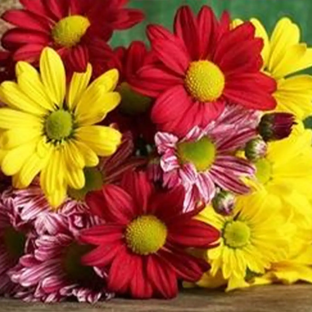 Profusion AAS Mix Zinnia Seeds