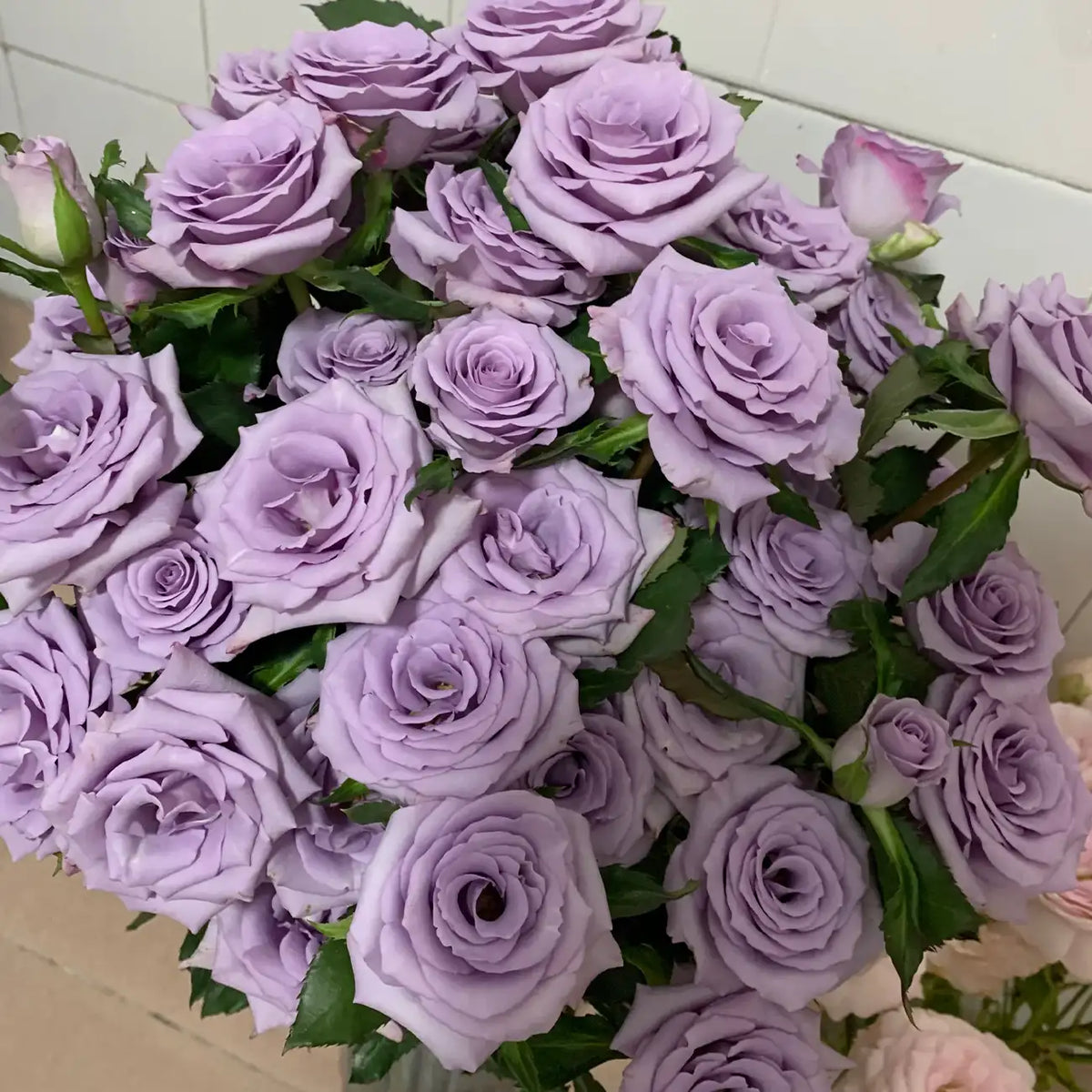 Purple Empress Rose Seeds