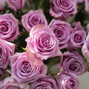 Purple Fairy Rose Seeds