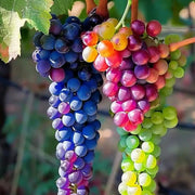 Rainbow Grape Fruit Seeds