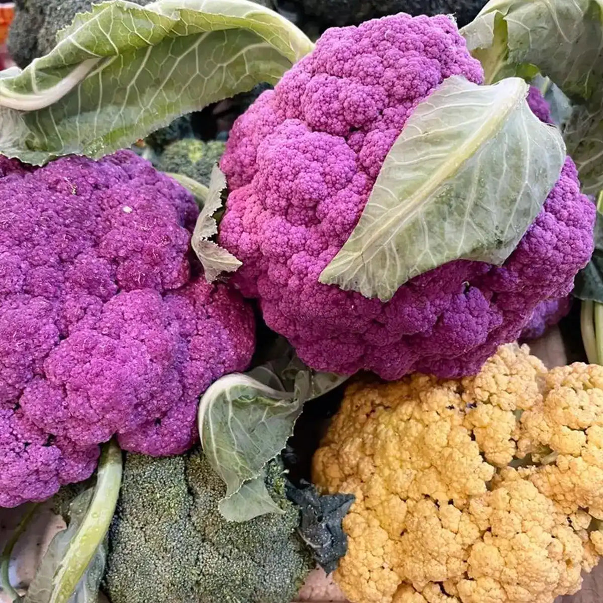 Rainbow Cauliflower Seeds