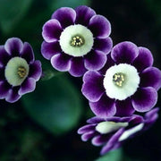 Rare Petunia Seeds Scarce Blue Phantom Petunia Flower