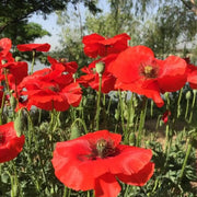 Red Flanders Poppies Flanders Poppy Seeds
