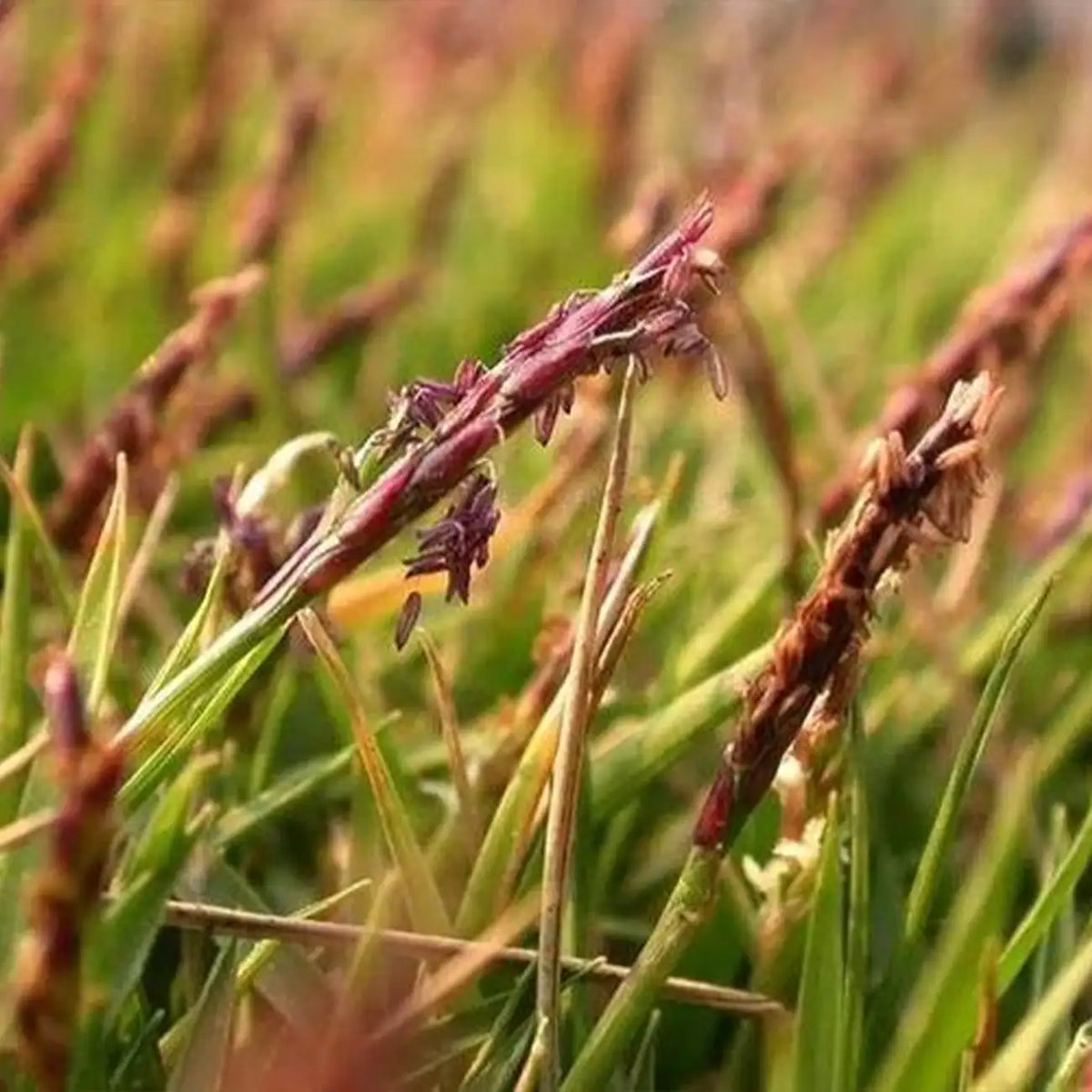 Red Fescue Seeds