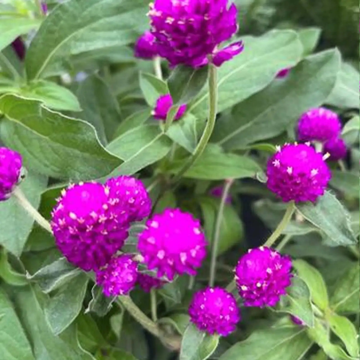 Rose Pink Gomphrena Seeds