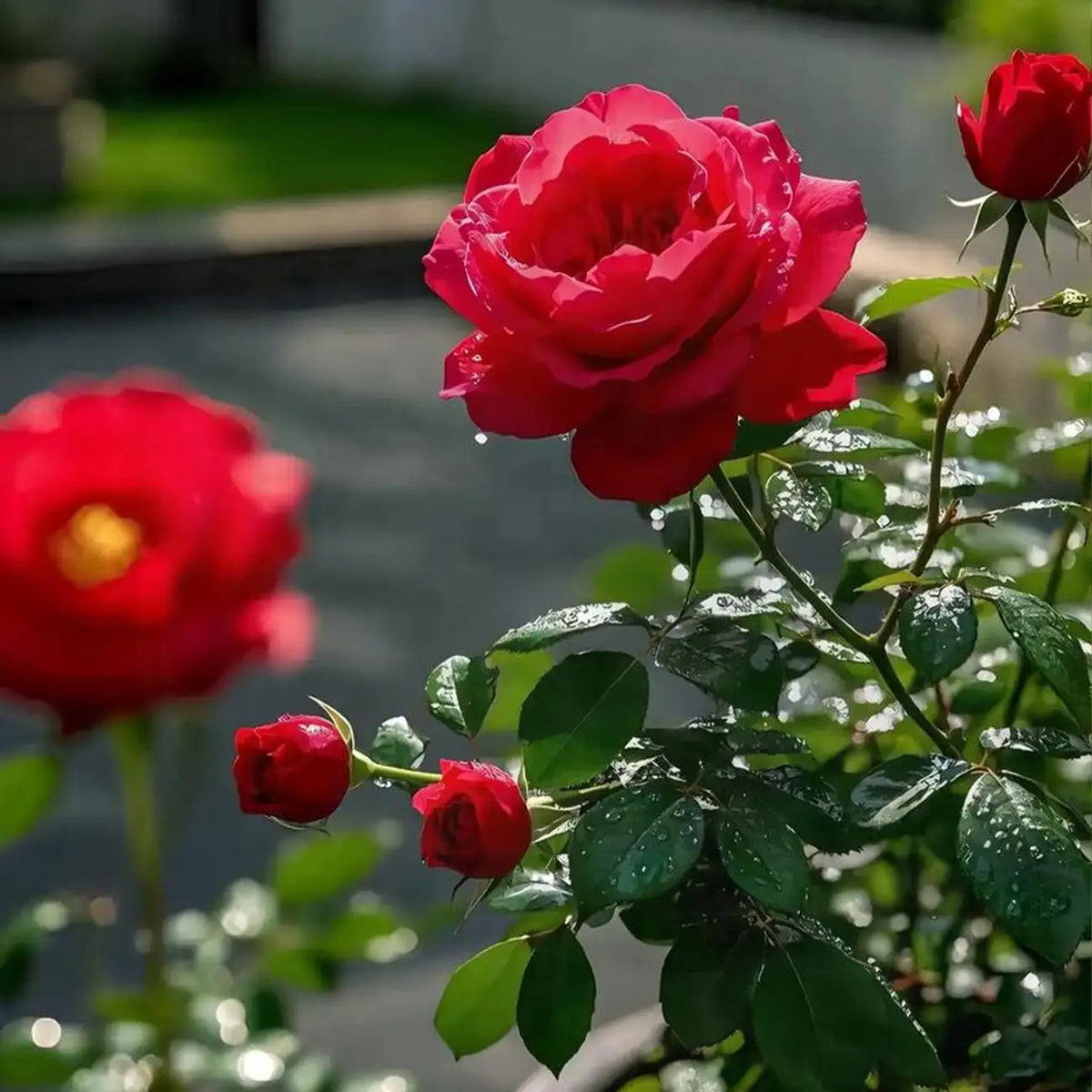 Roses Seeds - Red
