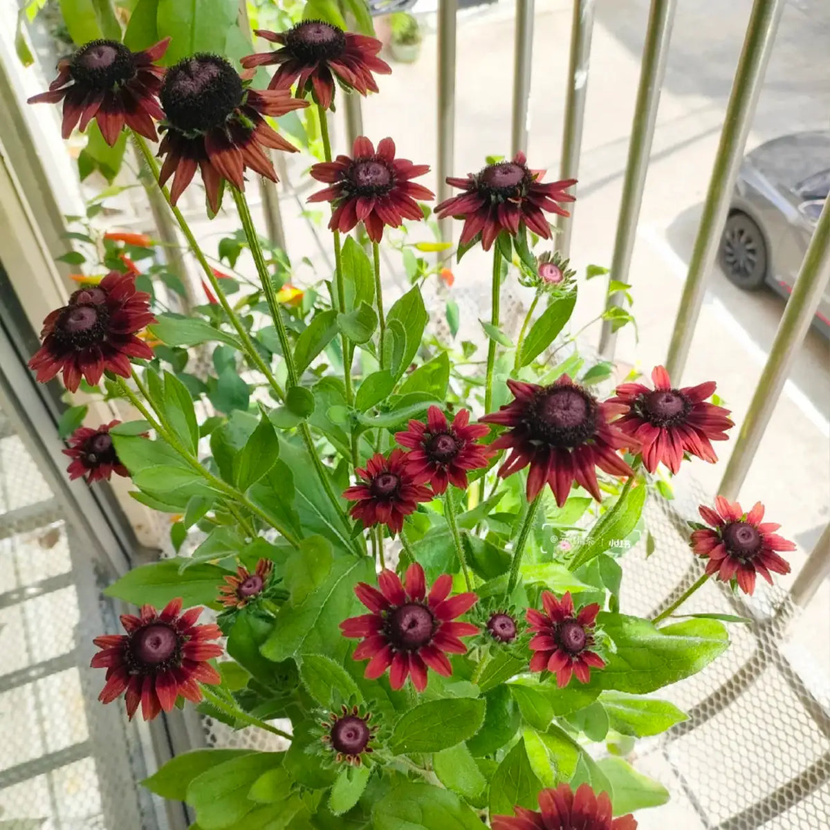 Rudbeckia Seeds - Brandy