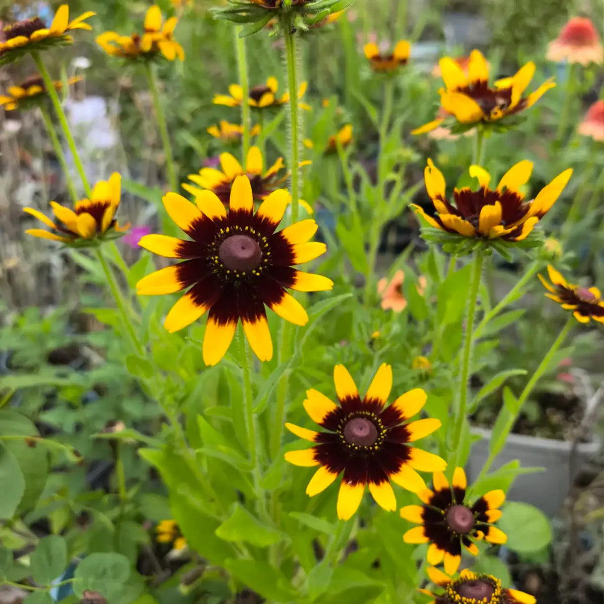 Rudbeckia Seeds - Cavendon Star