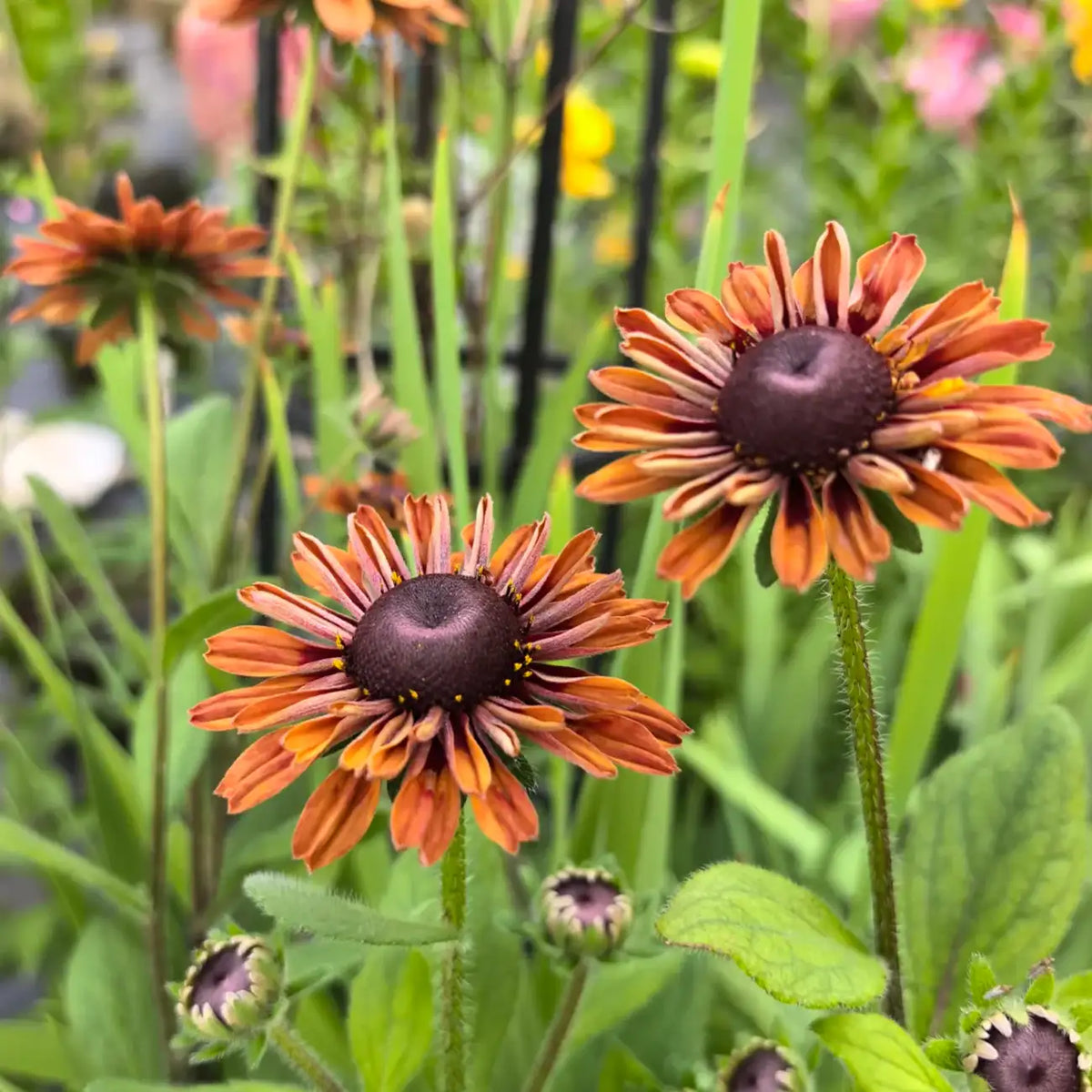 Rudbeckia Seeds - Cherokee Sunset
