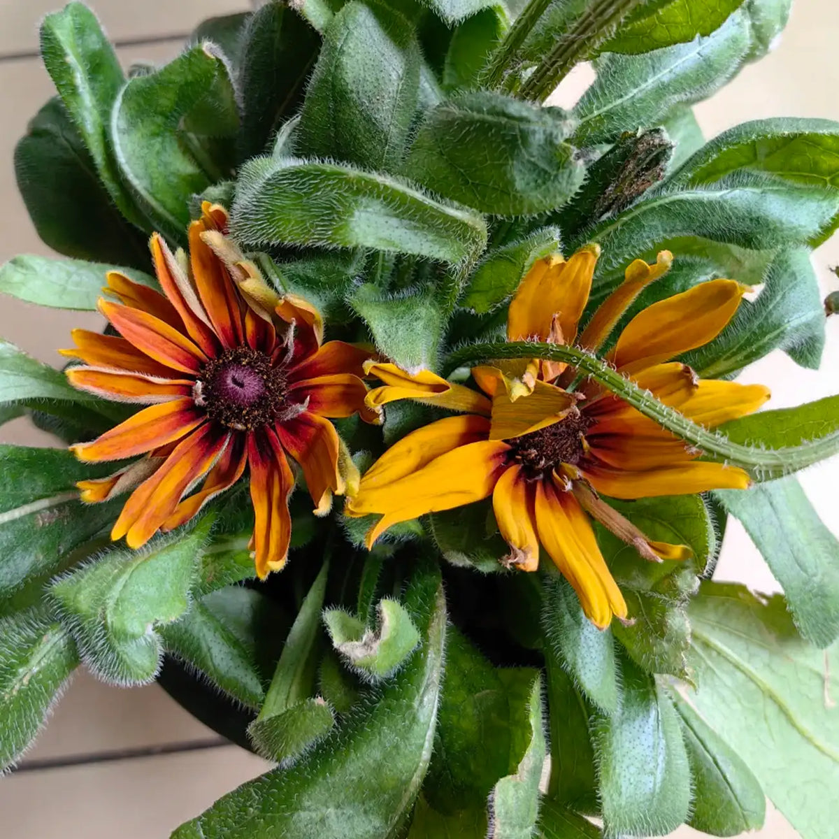 Rudbeckia Seeds - Cherokee Sunset
