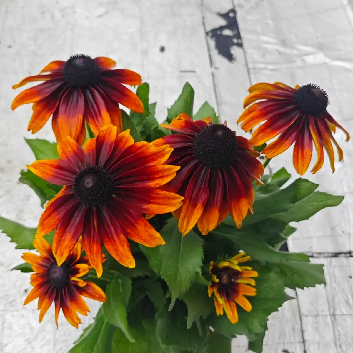 Rudbeckia Seeds - Chocolate Smile