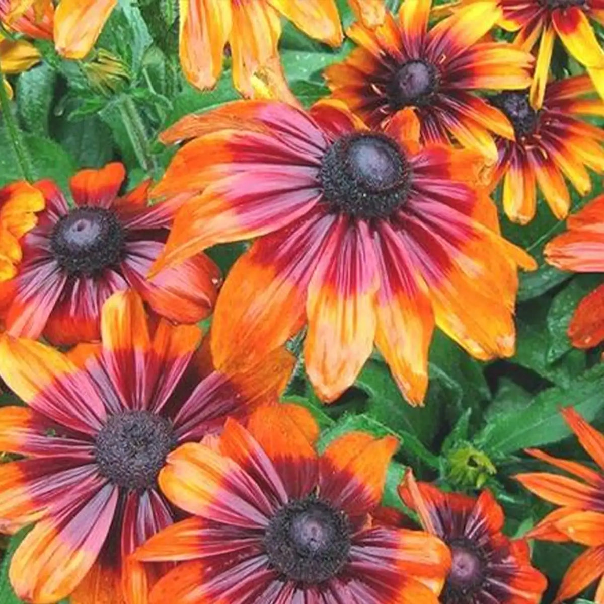Rudbeckia Seeds - Chocolate Smile