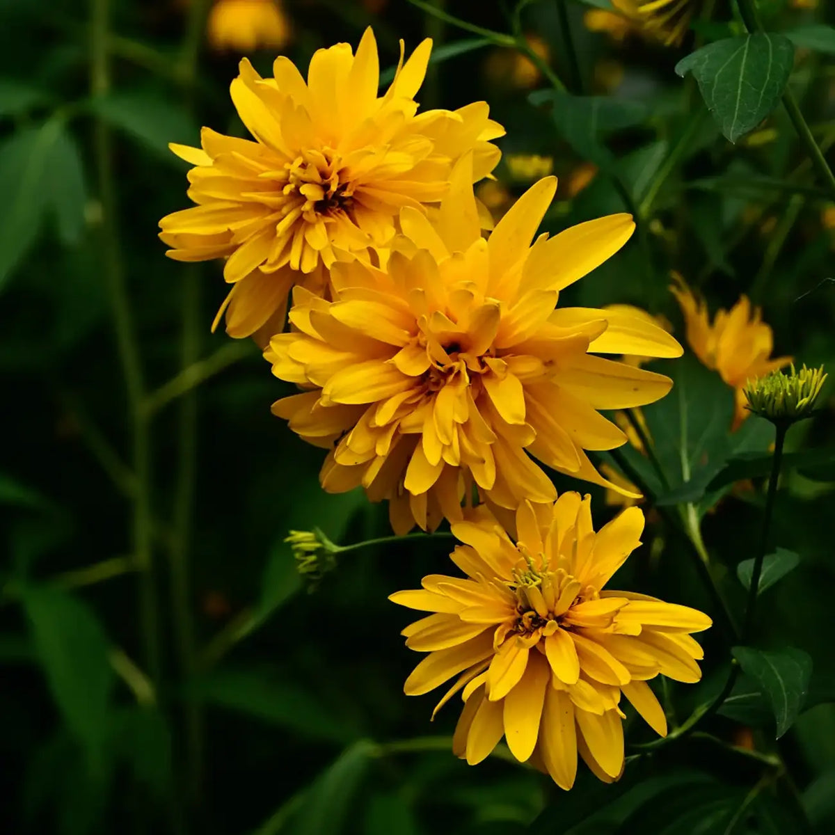 Rudbeckia Seeds - Double Cutleaf Coneflower