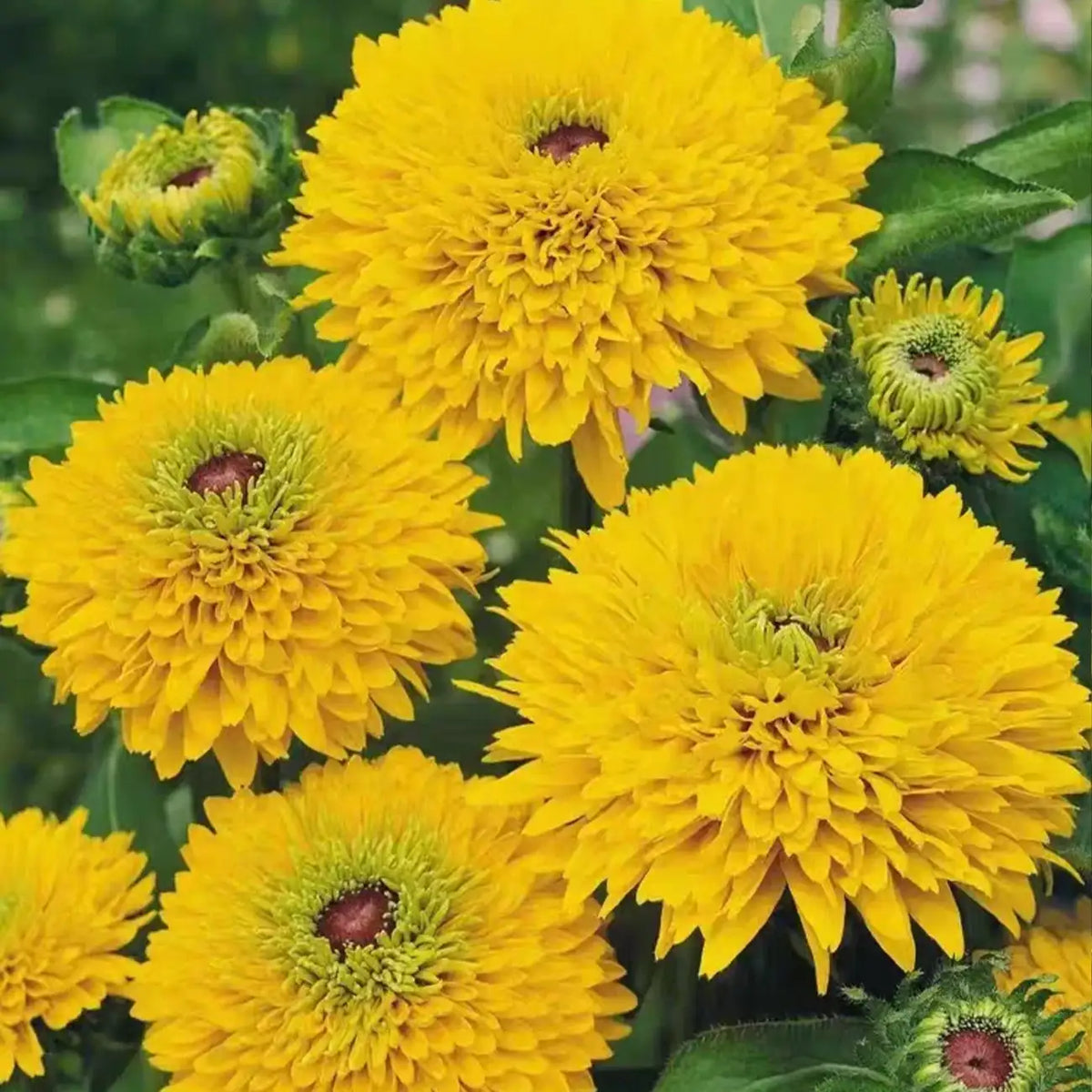 Rudbeckia Seeds - Maya