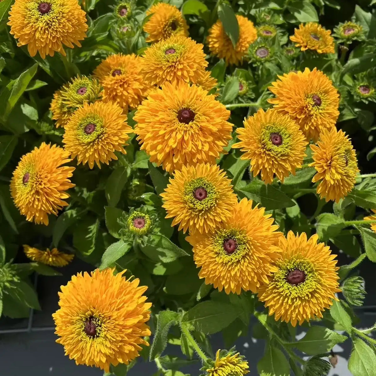 Rudbeckia Seeds - Maya