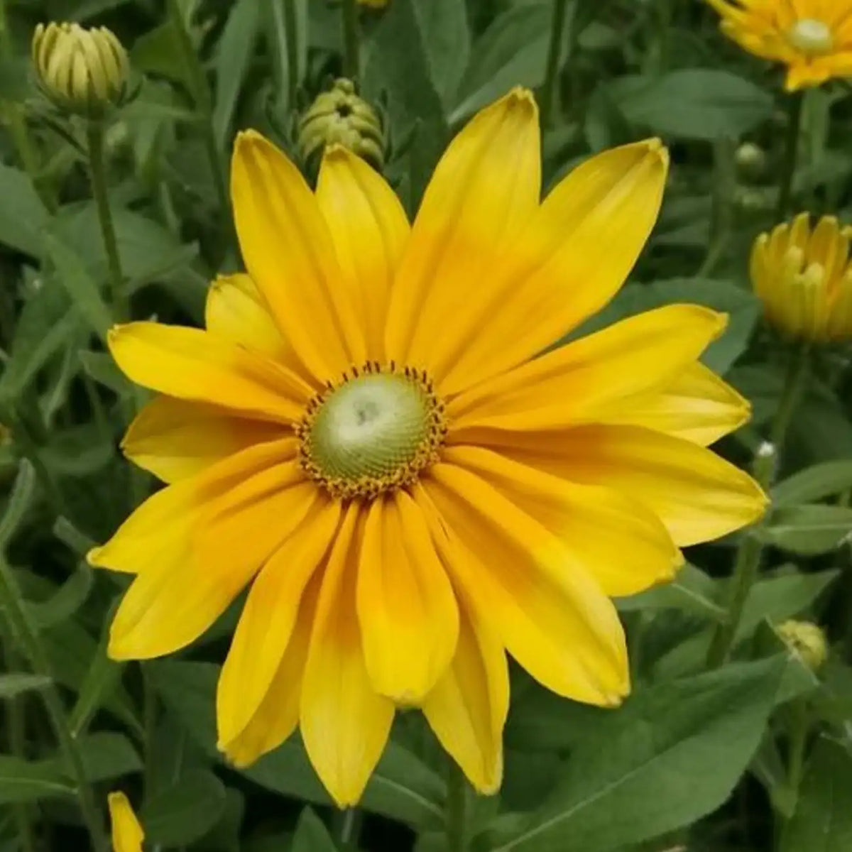 Rudbeckia Seeds - Prairie Sun