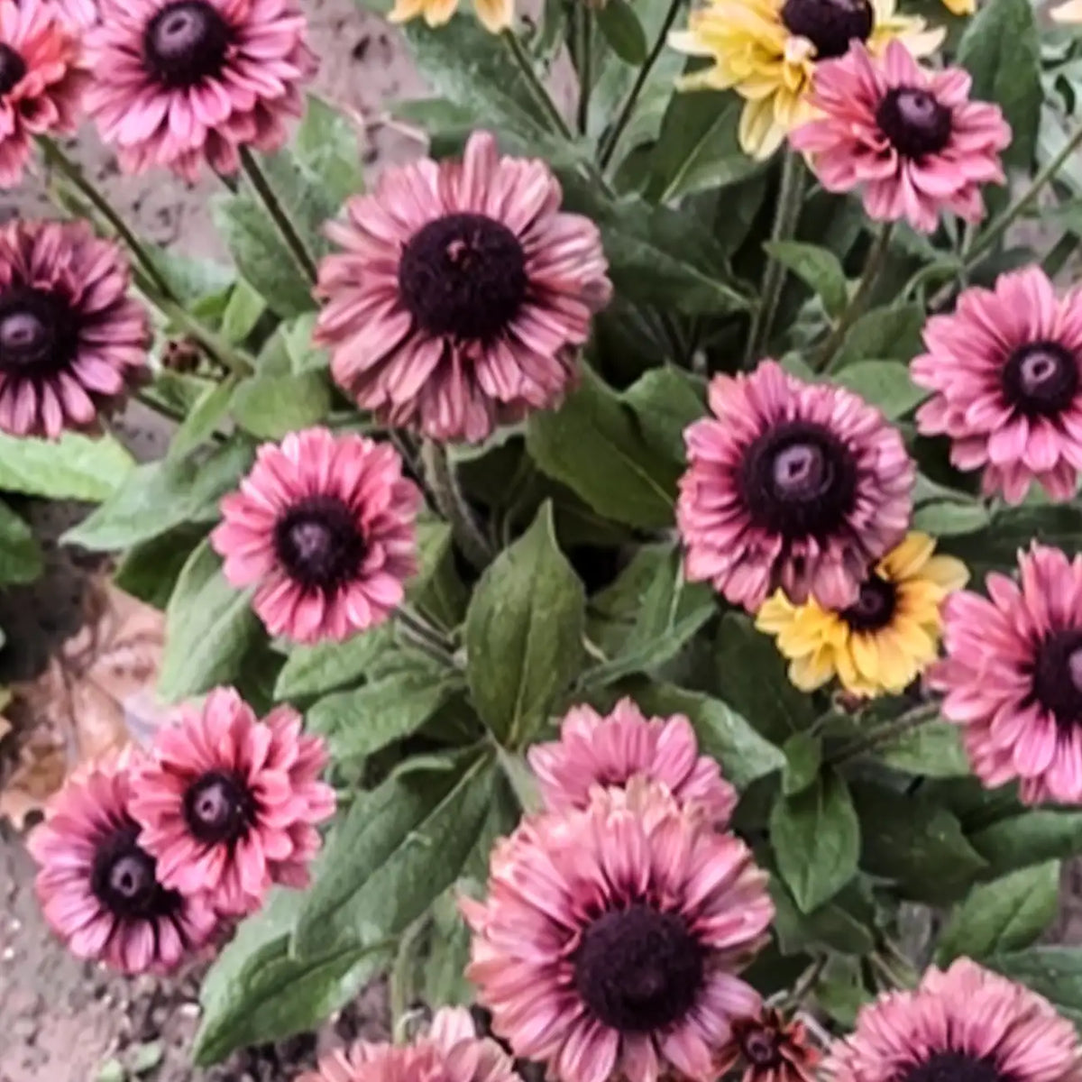 Rudbeckia Seeds - Sahara Pink