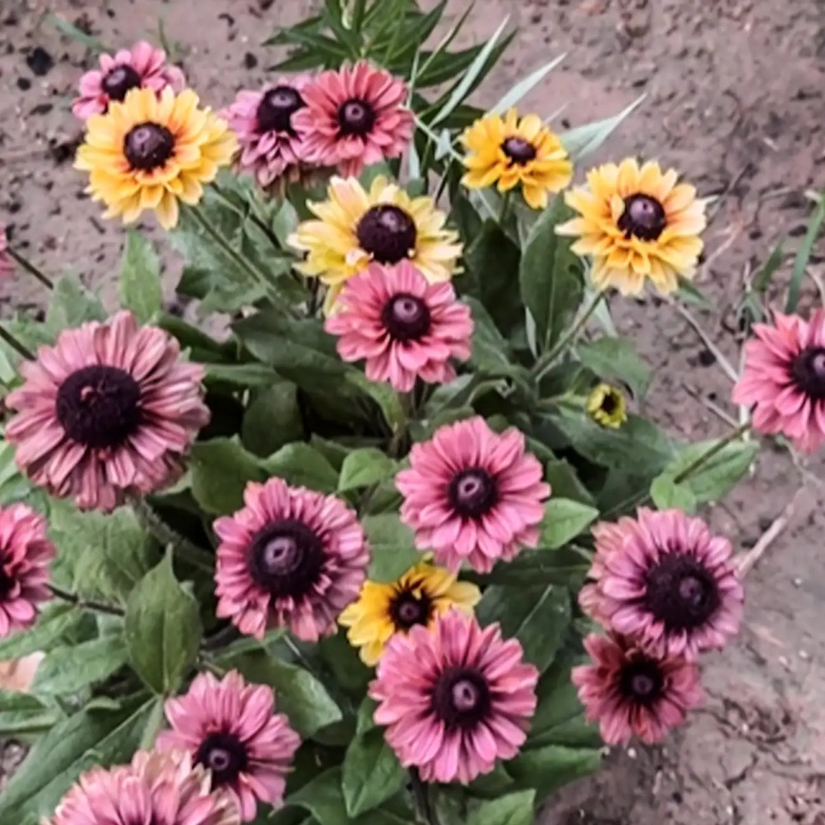 Rudbeckia Seeds - Sahara Pink
