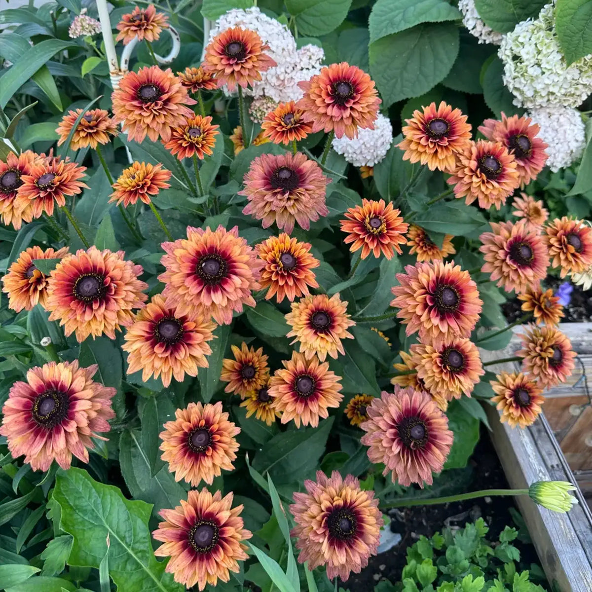 Rudbeckia Seeds - Sahara