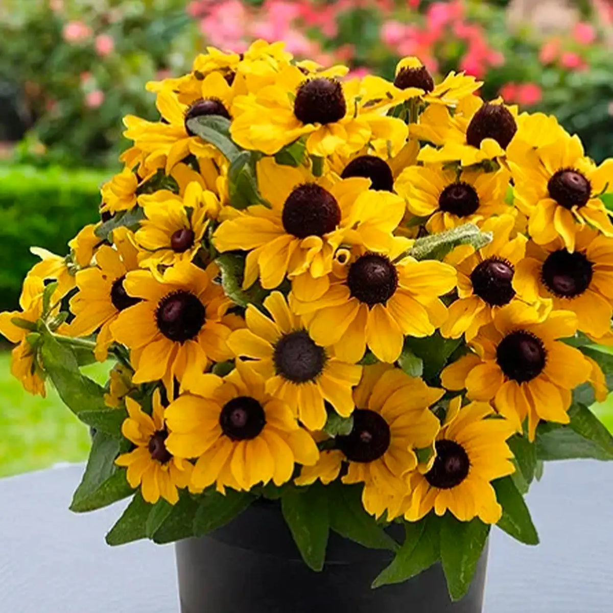 Rudbeckia Seeds - Tablemate