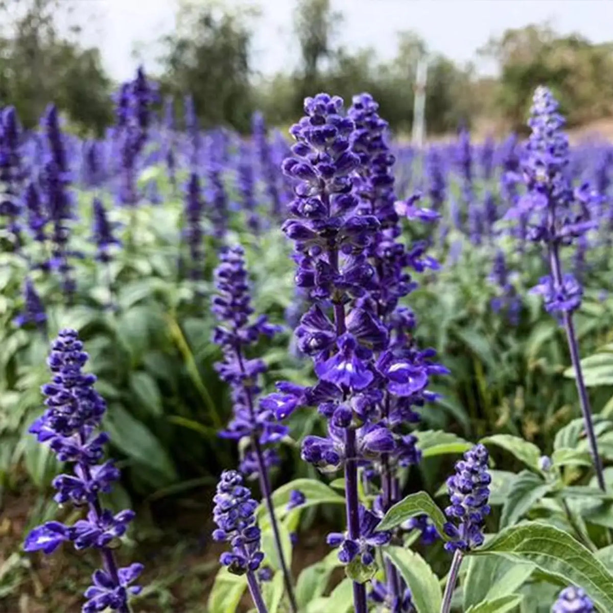 Salvia Seeds - Purple Spikes