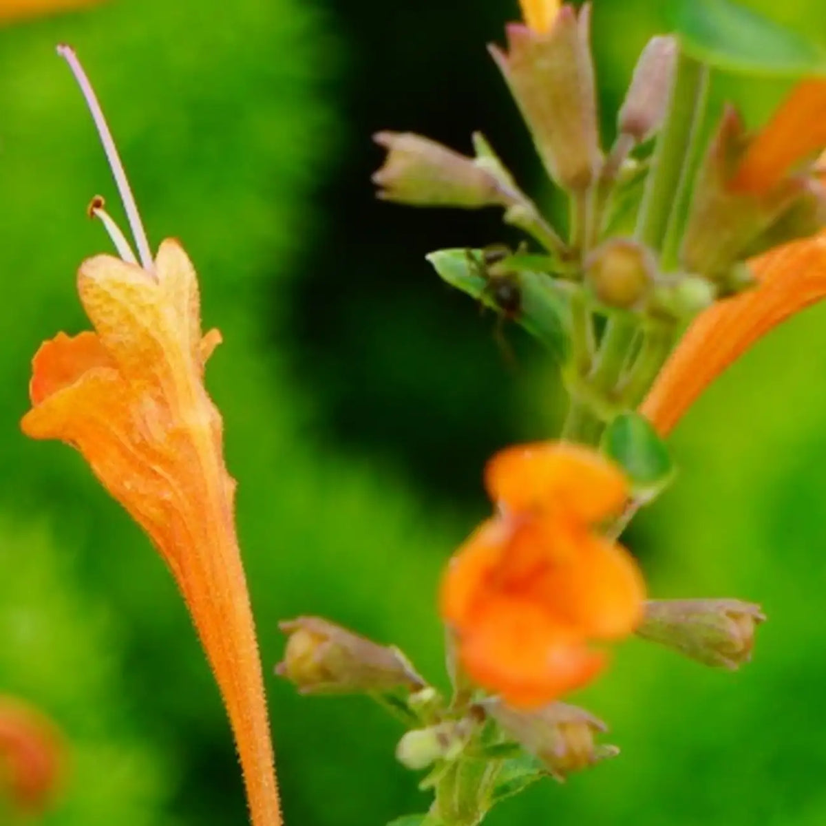 Sandstone Hyssop Seeds